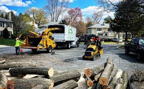 Professional Tree Removal and Landscaping Services in Amador Pines, CA